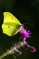 Brimstone_Butterfly